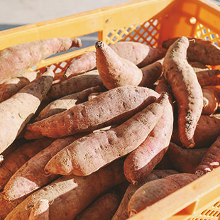 おおすみの食材_さつま芋