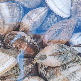 おおすみの食材_あさり