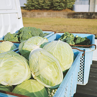 おおすみの食材_野菜